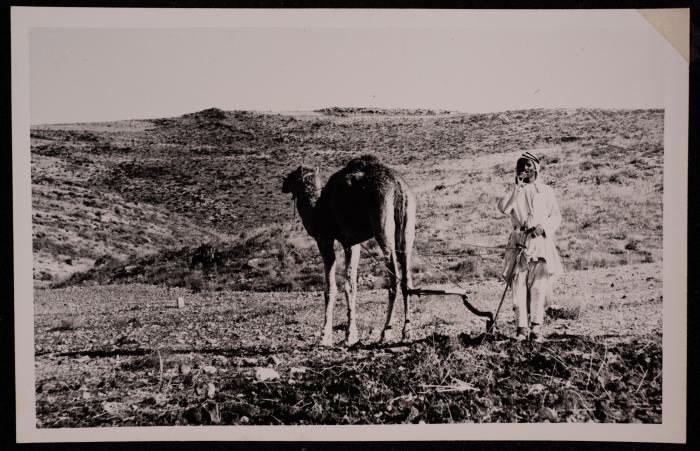 A Palestinian Farmer Using a Camel in Ploughing His Land, a Photograph by Yousef Albina, the 1950s