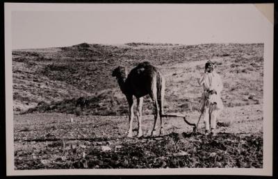 مزارع فلسطيني يستخدم الجمل في حراثة أرضه، تصوير يوسف البينا، خمسينيات القرن العشرين