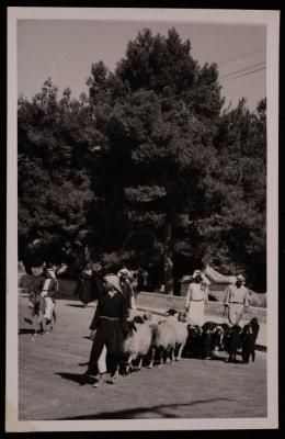 مجموعة رجال يرعون الأغنام في منطقة برك سليمان، تصوير يوسف البينا، خمسينيات القرن العشرين