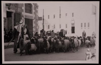 صورة لقطيع من الماشية يمر من امام ساحة المهد في مدينة بيت لحم، تصوير يوسف البينا، خمسينيات القرن الماضي 