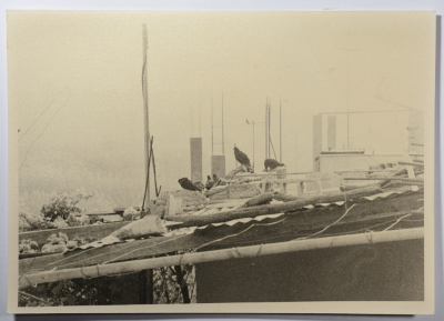 سطح مبنى، مخيم نهر البارد، 1982- 1988