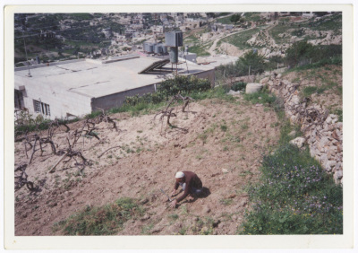An old man grubbing the land