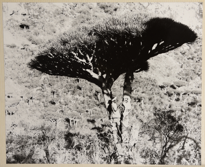 شجرة دم العنقاء المتواجدة في جمهورية اليمن الشعبية الديمقراطية 