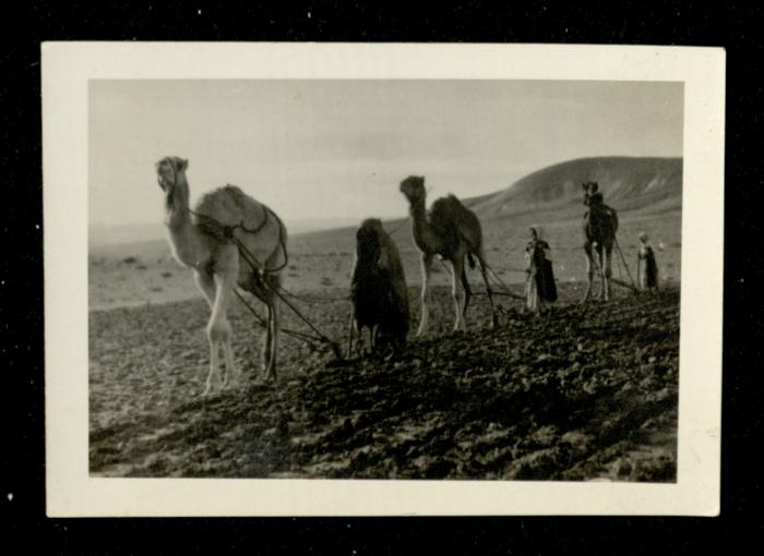 Ploughing Using Camels in the Jordan Valley, the 1920s