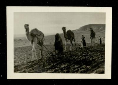 Ploughing Using Camels in the Jordan Valley, the 1920s