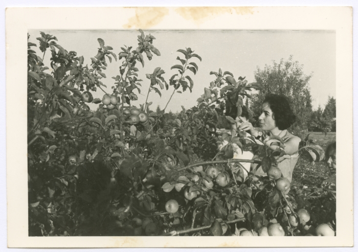 Enaya al-Fassed Picking Apples