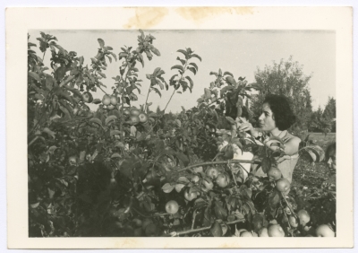 Enaya al-Fassed Picking Apples