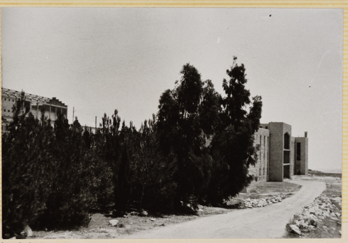 أشجار الصنوبر المحيطة بالمعهد العربي في أبو ديس 