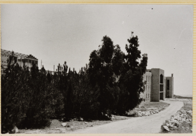 أشجار الصنوبر المحيطة بالمعهد العربي في أبو ديس 