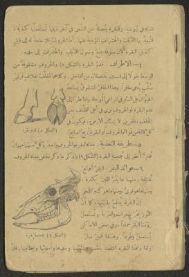 Biology Book, the 1920s and 1940s