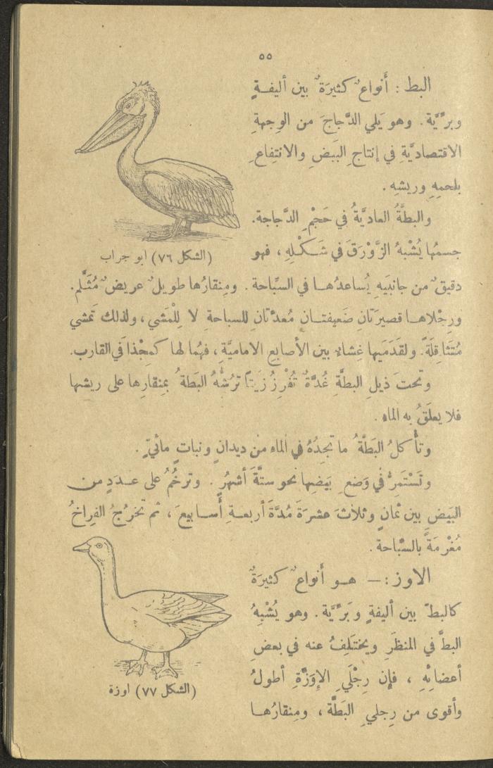 A Book in New Sciences, the 1920s and 1940s 