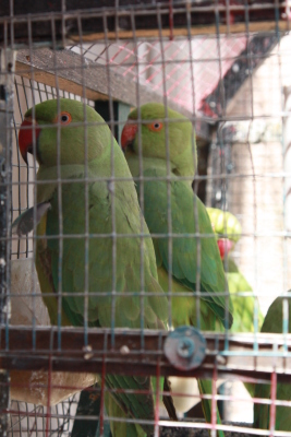 عصافير