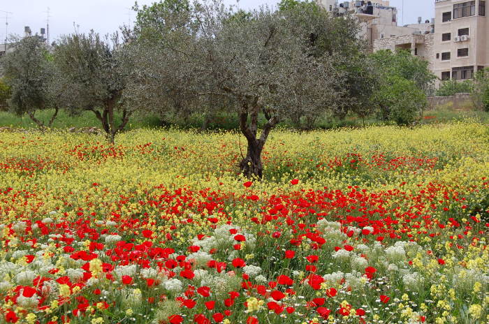 صورة من تدريبات مدرسة سيرك فلسطين مع فرقة أسبانية، 2009
