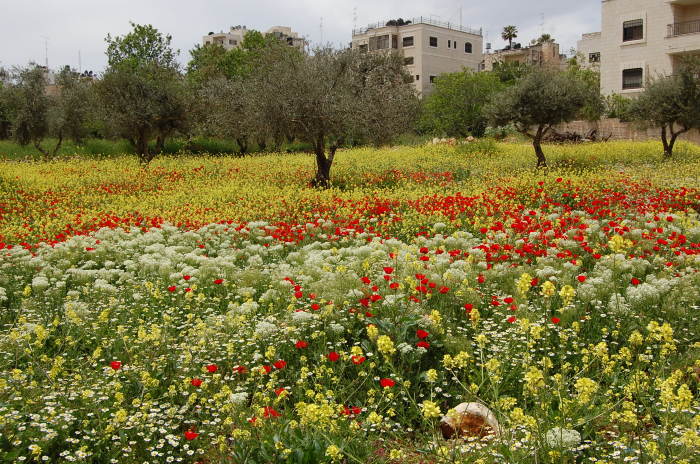 صورة من تدريبات مدرسة سيرك فلسطين مع فرقة أسبانية، 2009
