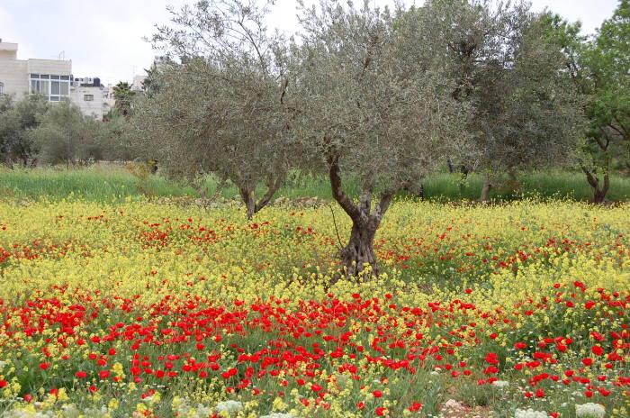 صورة من تدريبات مدرسة سيرك فلسطين مع فرقة أسبانية، 2009
