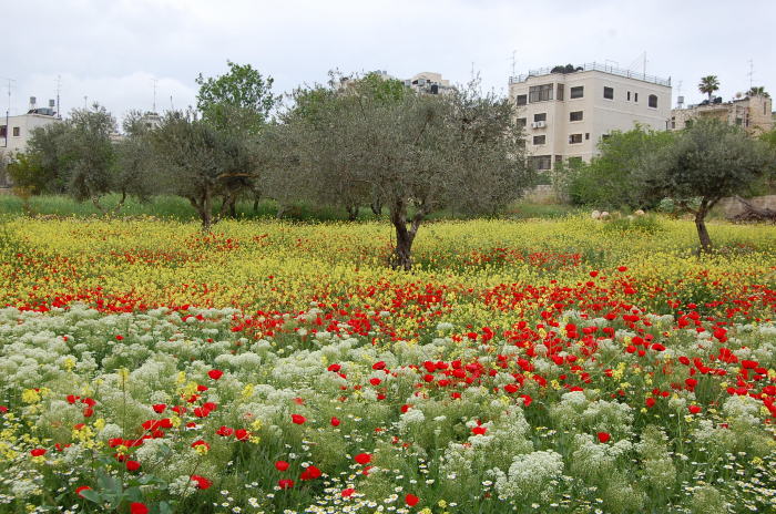صورة من تدريبات مدرسة سيرك فلسطين مع فرقة أسبانية، 2009
