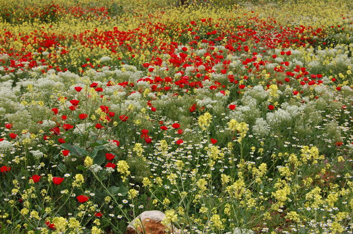 صورة من تدريبات مدرسة سيرك فلسطين مع فرقة أسبانية، 2009
