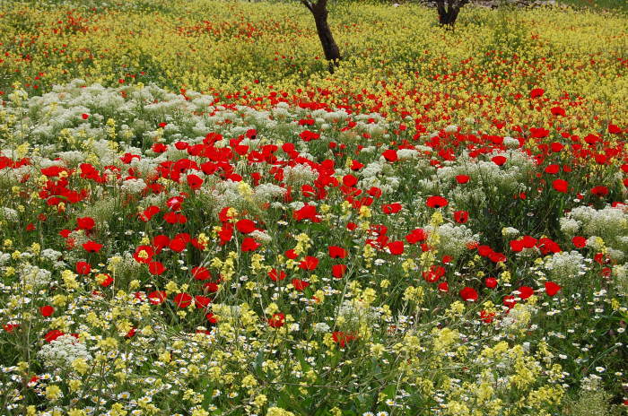 صورة من تدريبات مدرسة سيرك فلسطين مع فرقة أسبانية، 2009
