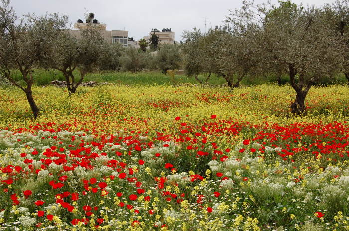صورة من تدريبات مدرسة سيرك فلسطين مع فرقة أسبانية، 2009
