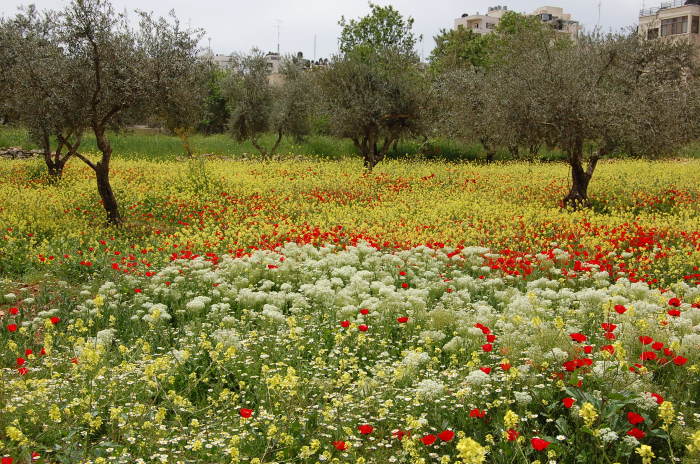 صورة من تدريبات مدرسة سيرك فلسطين مع فرقة أسبانية، 2009
