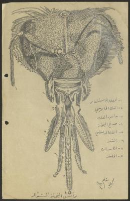 رسم توضيحي لأجزاء جسم النحلة