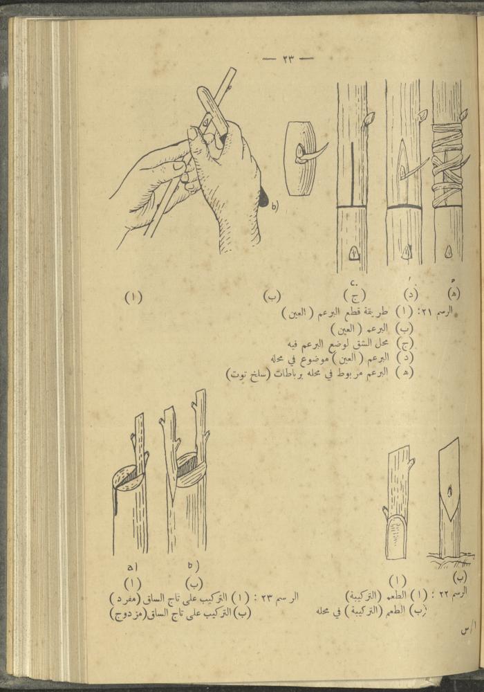 منشورات عن دائرة الزراعة والغابات، مطلع ثلاثينيات القرن العشرين