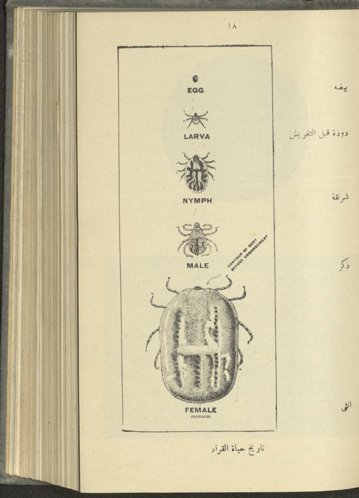 منشورات عن دائرة الزراعة والغابات، مطلع ثلاثينيات القرن العشرين