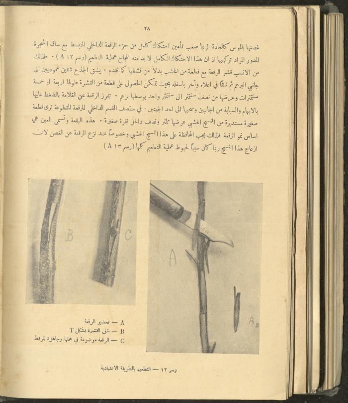 الملحق الزراعي من الوقائع الفلسطينية، ثلاثينيات وأربيعينيات القرن العشرين