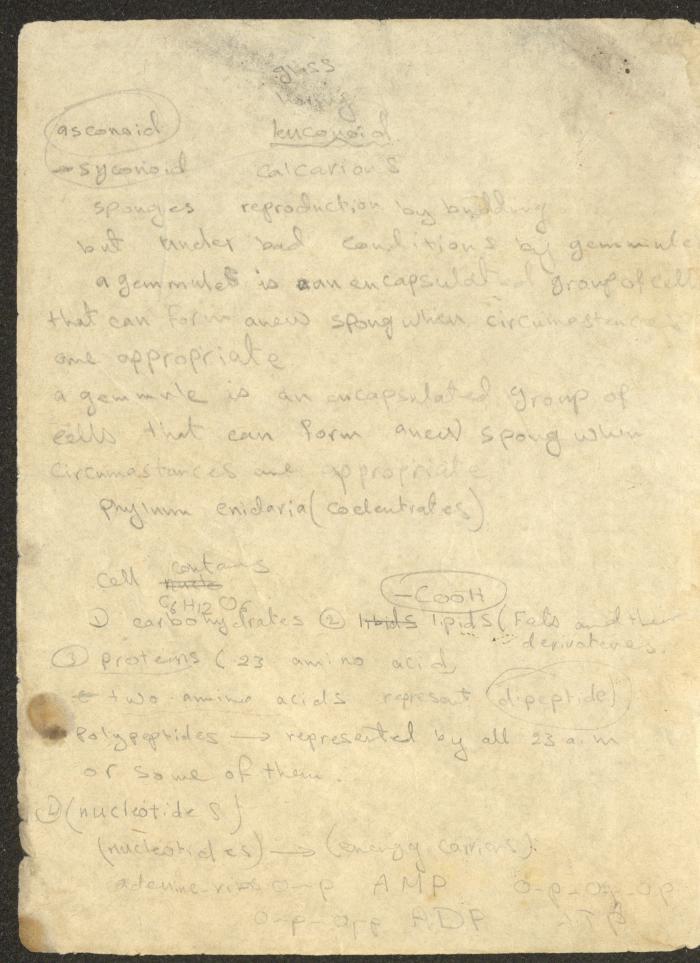 An Accounting Ledger for the Abdullah Family