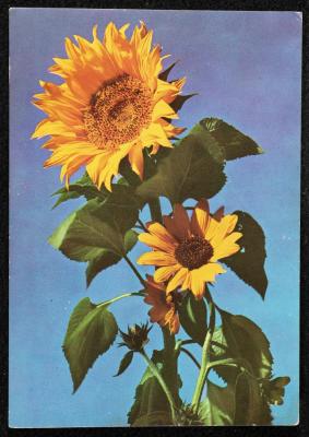 "Sunflower", a Postcard