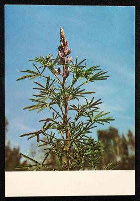 "Lupinus Palaestinus", a Postcard