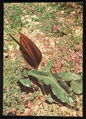 "Palestine Arum", a Postcard