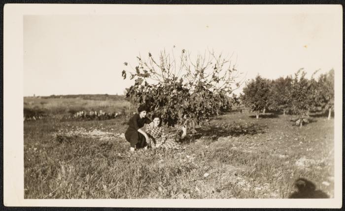 Badreyyeh Shahin and Friends in a Grove in Qalqilya, 20 December 1955