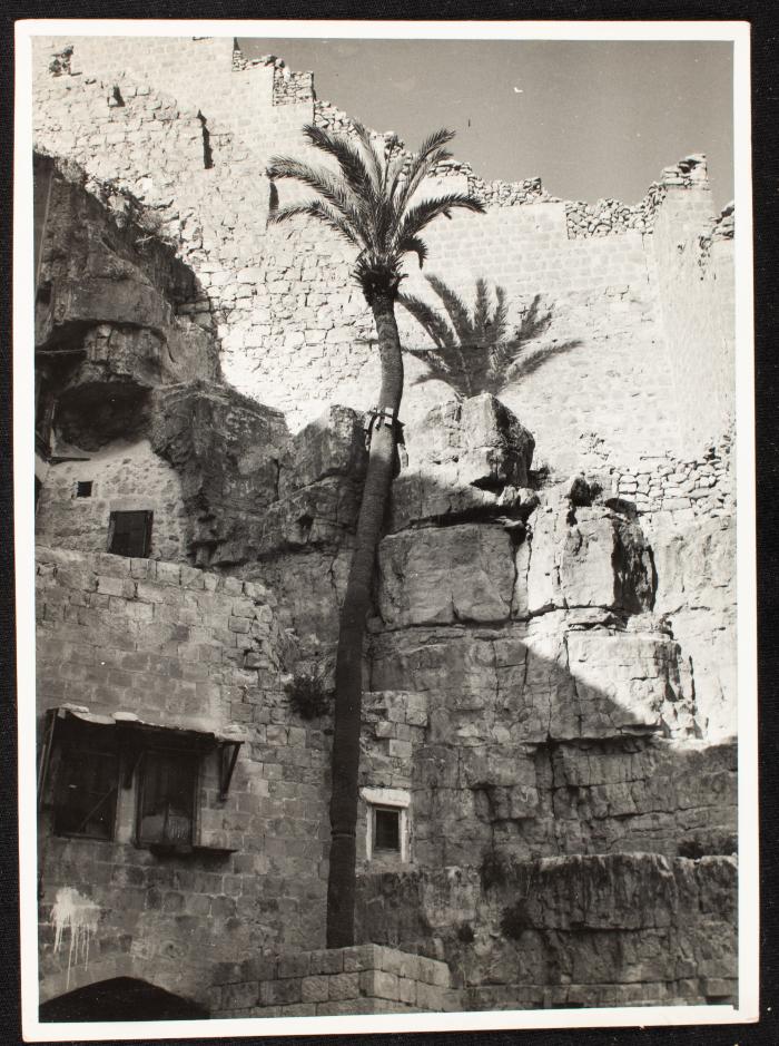 A Tree and a House by Studio Rex, Jerusalem