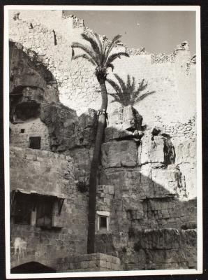 A Tree and a House by Studio Rex, Jerusalem