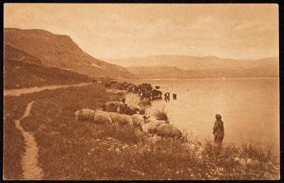 "Flocks by the Shore of Lake Tiberias", a Postcard