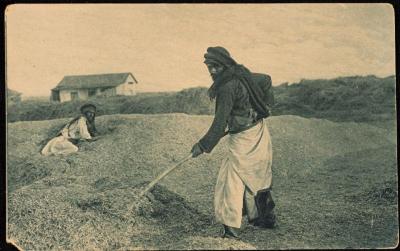 "Sorting His Wheat", a Postcard

