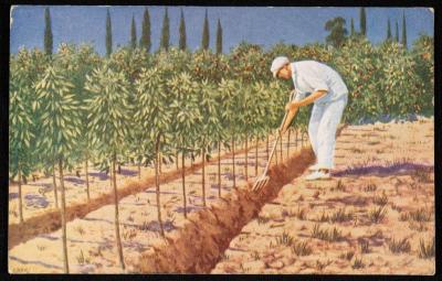 "Young Jaffa Orange Trees", a Postcard