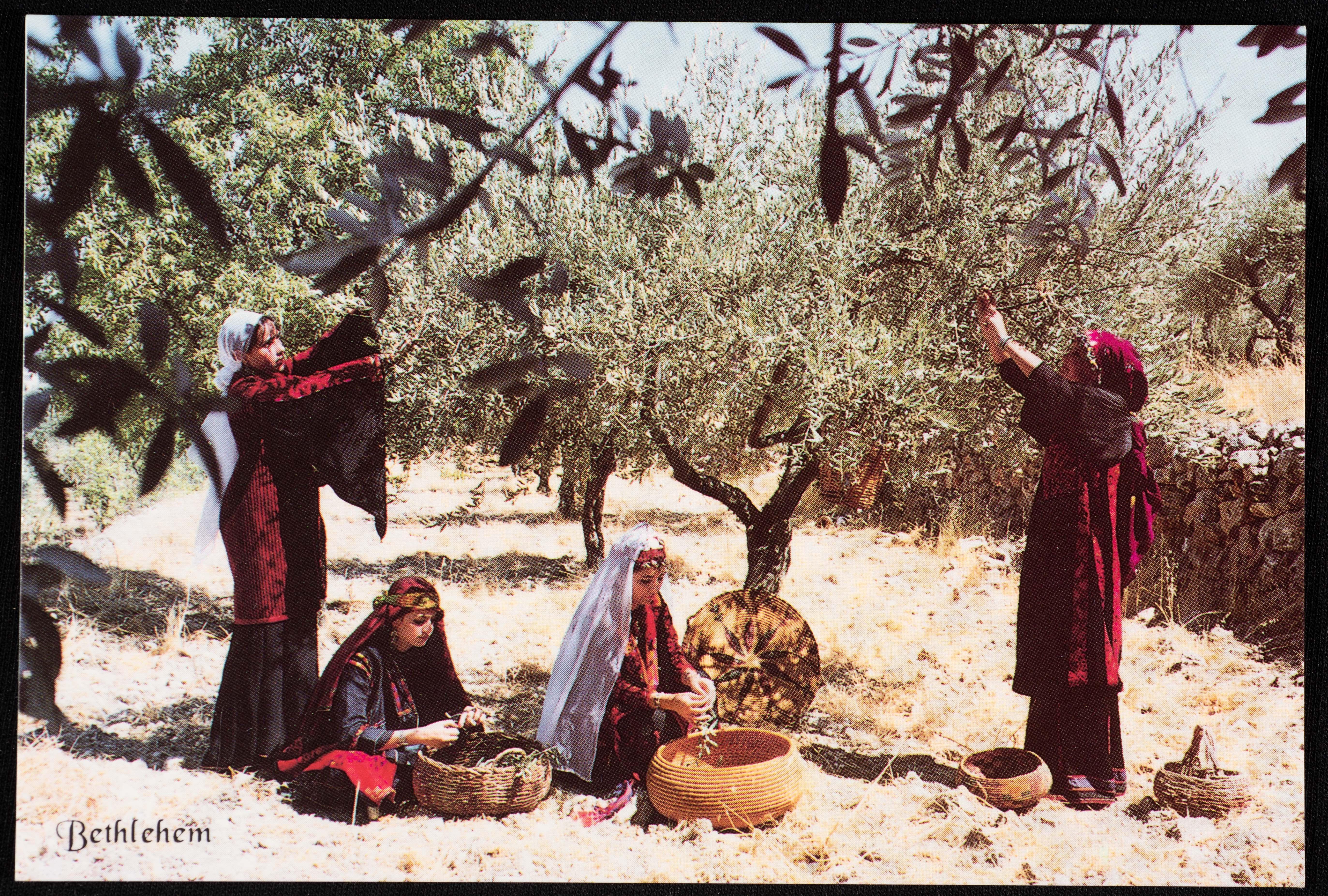 Palestinian women picking olives postcard