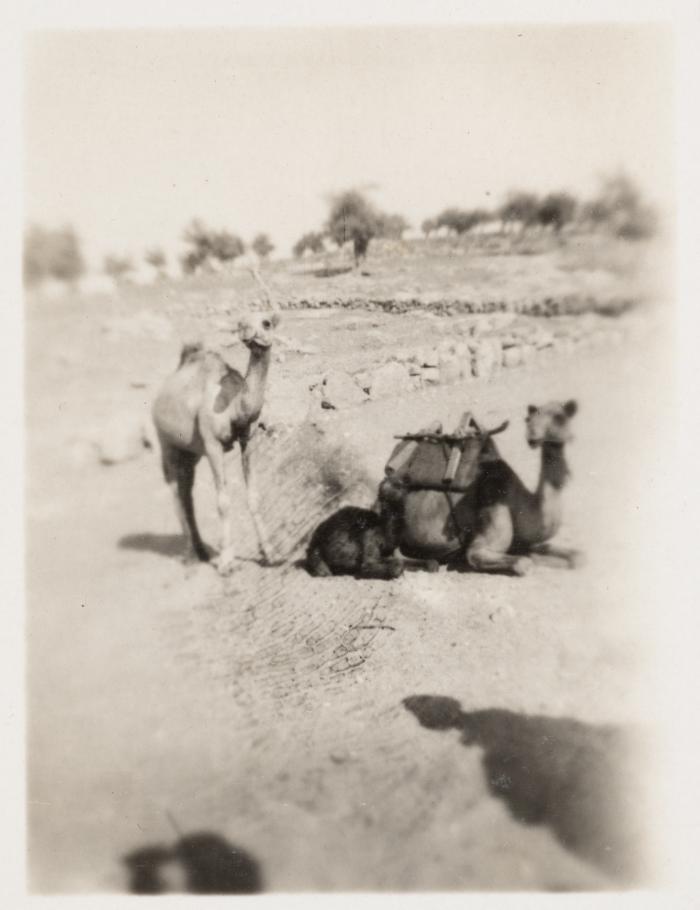 A Glimpse of Sa'd Edin al-Alami's Trip to al-Naqab, the 1930s