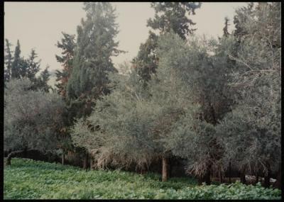 A Part of the Lands of a Depopulated Village in Palestine, 1980- 1989