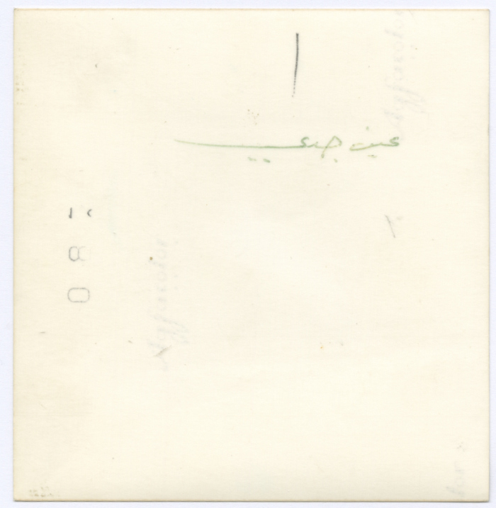 طالبات في مرحلة الثانوية العامة خلال رحلة إلى عين جدي، أريحا، 1974