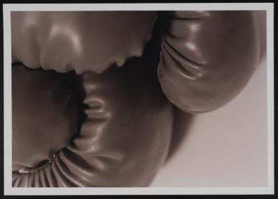 The Boxing Gloves of Shaheed Jihad Al-Aloul Displayed at 