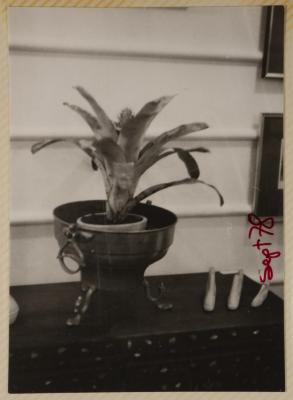 A Plant Pot Inside The Gallery, Amman, September 1978