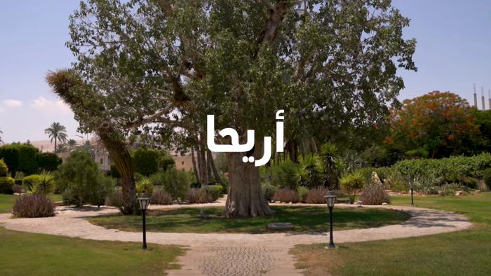 فيديو 