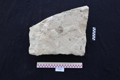 Sandstone gravestone, Al-Qarara, 2025