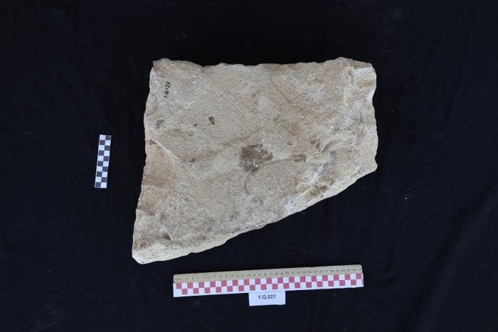 شاهد قبر من الحجر الرملي، القرارة، 2025