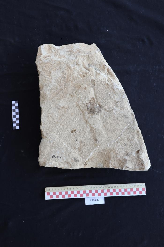 شاهد قبر من الحجر الرملي، القرارة، 2025