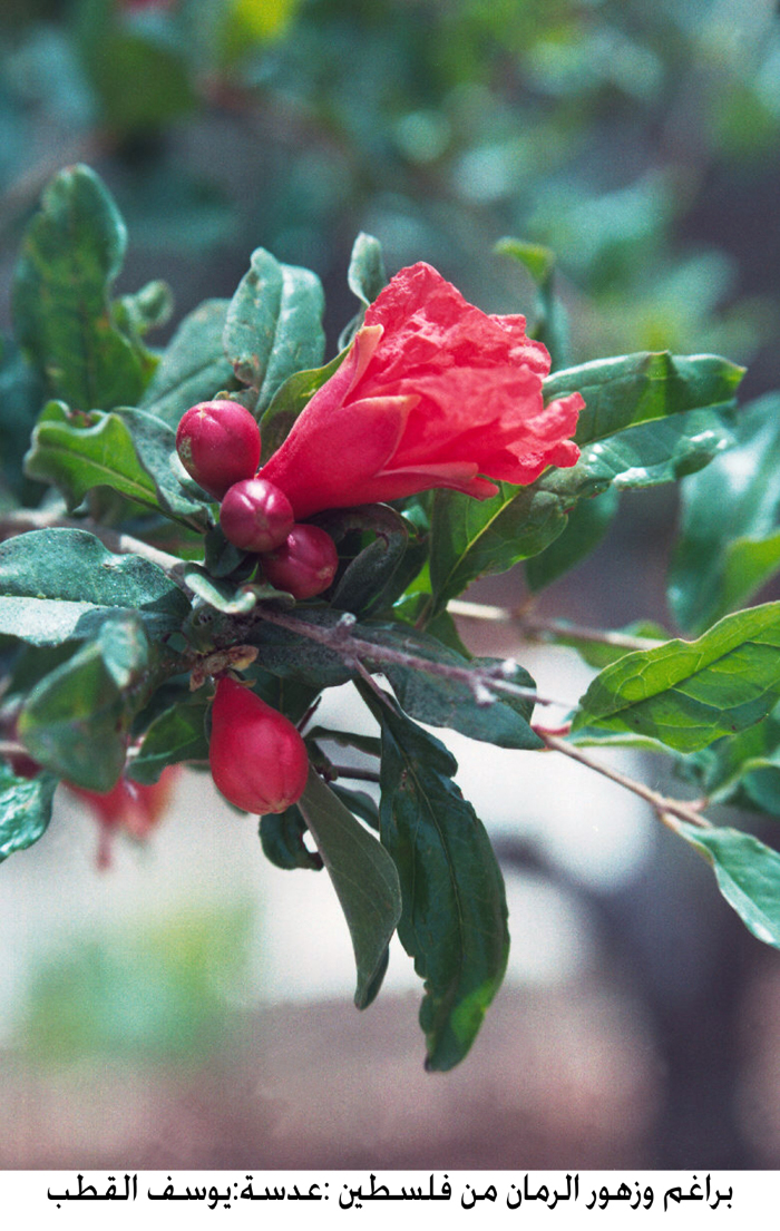 Sprouts and flowers of pomegranate in Palestine