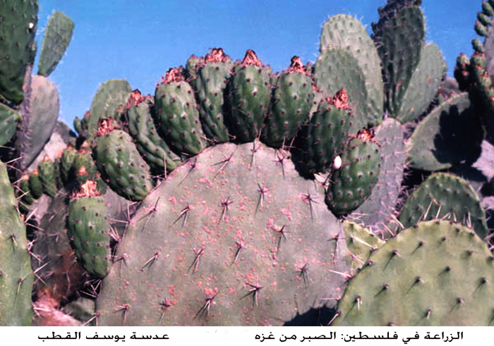 Cactus plants in Palestine